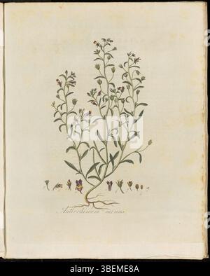 Platte 0146 aus der Flora Batava-Serie zeigt Antirrhinum minus, eine Pflanze, die jetzt als Chaenorhinum minus klassifiziert wird. Die unter dem niederländischen Namen kleine Leeuwenbek bekannte Illustration wurde von Georgius Jacobus Johannes van OS geschaffen. Das Kunstwerk ist Teil der botanischen Sammlung Flora Batava, eine wichtige historische Ressource für die europäische Flora. Stockfoto