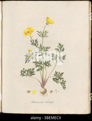 Dieser botanische Druck von Flora Batava (Platte 0026) zeigt *Ranunculus bulbosus*, auf Niederländisch bekannt als Knol-Ranunkel oder Knolboterbloem. Sie ist eine in Europa heimische Butterblumenart, die sich durch ihre knollenförmige Wurzel und ihre hellgelben Blüten auszeichnet. Die Pflanze kommt auf grasbewachsenen Wiesen vor und ist für ihre medizinischen Eigenschaften bekannt. Stockfoto
