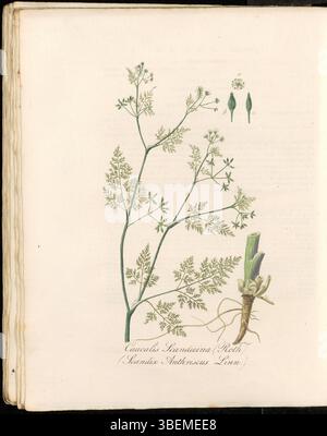 Platte 0258 aus Flora Batava (KB) zeigt Caucalis scandicina (moderner Name Anthriscus caucalis), eine Pflanze, die für ihr zartes Aussehen bekannt ist. Der botanische Druck, der Teil einer botanischen Serie aus dem 19. Jahrhundert ist, stellt eine klare Darstellung dieser Art dar, die auf Niederländisch auch als Kervelaardig Doornzaad bezeichnet wird. Stockfoto