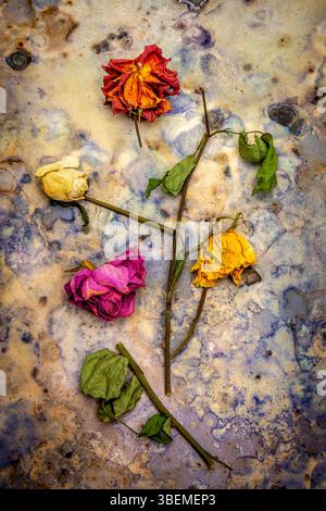 Verstreute getrocknete, verblasste Rosen auf einer strukturierten Oberfläche erfassen das Wesen der Zeit. Stockfoto