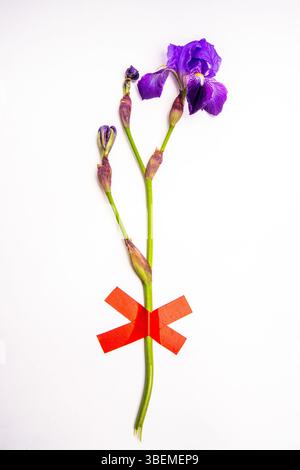 Eine auffällige lila Iris steht aufrecht, die durch ein leuchtend rotes Band an der Basis betont wird. Der Kontrast zwischen den Farben unterstreicht die einzigartige Struktur der Blume Stockfoto