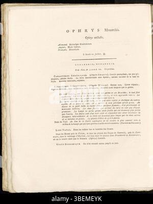 Eine botanische Illustration von Ophrys monorchis, heute als Herminium monorchis klassifiziert, aus der Sammlung Flora Batava, Platte 0274. Die Pflanze, bekannt für ihre einzigartigen Orchideenblüten, wurde 1822 von Jan Kops dokumentiert. Stockfoto