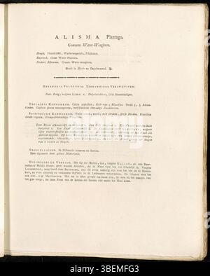 Diese Illustration von Jan Kops aus dem Jahr 1822 beschreibt *Alisma plantago-aquatica*, allgemein bekannt als Wasserbanane. Die Platte ist in der *Flora Batava*-Serie enthalten und bietet eine detaillierte Darstellung dieser Wasserpflanze, die in europäischen Feuchtgebieten zu finden ist. Stockfoto