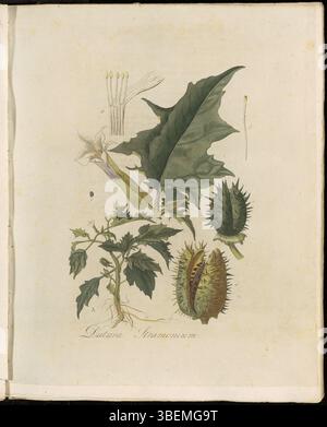 Diese botanische Platte aus Flora Batava zeigt Datura Stramonium, allgemein bekannt als Jimson Weed. Es ist eine hochgiftige Pflanze, die in Amerika beheimatet ist und für ihre großen weißen trompetenförmigen Blüten und ihre medizinischen Eigenschaften bekannt ist, obwohl sie oft mit Vorsicht betrachtet wird. Stockfoto