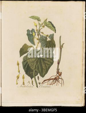 Diese botanische Illustration aus „Flora Batava“, Platte 0160, zeigt Aristolochia clematitis. Diese Pflanze, die auf Niederländisch als „Gemeene Osterlucie“ bekannt ist, ist Teil einer Reihe detaillierter botanischer Drucke von Georgius Jacobus Johannes van OS, die ihre Merkmale mit wissenschaftlicher Präzision erfassen. Stockfoto