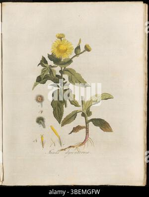 Platte 0149 aus der Flora Batava-Serie zeigt die botanische Illustration von Inula dysenterica, die jetzt als Pulicaria dysenterica klassifiziert wird. Diese Pflanze, bekannt unter dem niederländischen Namen Rooloops Alant, ist in diesem botanischen Werk aus dem 19. Jahrhundert dargestellt. Die Art ist im modernen Niederländisch als Heelblaadjes bekannt. Das Kunstwerk wurde von Georgius Jacobus Johannes van OS (1782–1861) geschaffen. Stockfoto