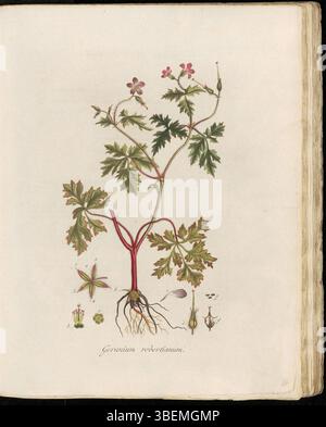Diese botanische Platte aus Flora Batava, geschaffen von Georgius Jacobus Johannes van OS, zeigt Geranium robertianum, im Niederländischen auch Stinkende Ojevaarsbek genannt. Der Ausdruck ist Teil von Band 1, Platte 0048. Geranium robertianum, bekannt für seinen starken Geruch, gehört zur Familie der Geraniaceae, deren moderner Name seine botanische Klassifizierung widerspiegelt. Stockfoto