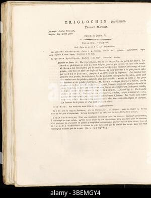 Eine französische botanische Beschreibung von Triglochin maritimum aus dem Jahr 1822, derzeit als Triglochin maritima klassifiziert, dargestellt in Platte 0244 der Flora Batava von Jan Kops. Stockfoto