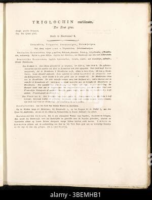 Eine niederländische botanische Beschreibung von Triglochin maritimum aus dem Jahr 1822, heute Triglochin maritima, die als Platte 0244 in der Flora Batava von Jan Kops dargestellt ist. Stockfoto