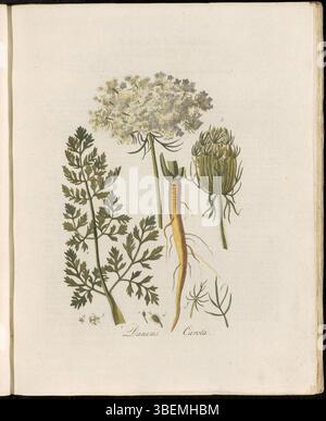 Diese botanische Platte aus „Flora Batava“ (Band 2) zeigt Daucus carota, bekannt als Gemeene Peen oder wilde Karotte. Das Bild wurde von Georgius Jacobus Johannes van OS (1782–1861) erstellt und zeigt die detaillierte Morphologie der Pflanze. Der heutige Name dieser Art ist auch Daucus carota. Stockfoto