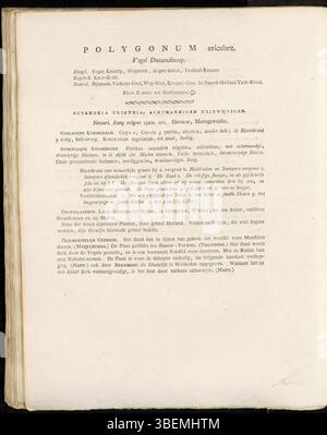 Polygonum aviculare, bekannt als gewöhnliches Knotengras, ist auf dieser Platte aus Flora Batava von Jan Kops aus dem Jahr 1814 dargestellt. Das Bild zeigt die langen, weitläufigen Stämme und kleinen, grünlichen Blüten, die für ihre Familie, Polygonaceae, typisch sind. Stockfoto