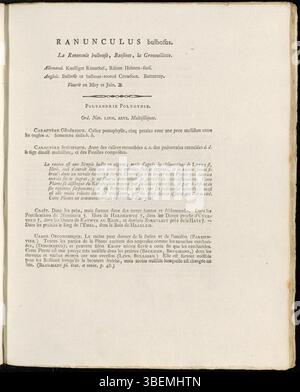Jan Kops' 1800 Illustration von Ranunculus bulbosus, allgemein bekannt als die Knollenfussmuschel, aus der Flora Batava Serie, zeigt dieses ausdauernde Kraut, das in gemäßigten Regionen gefunden wird. Sie ist bekannt für ihre hellgelben Blüten und kommt häufig auf Wiesen und Feldern vor. Stockfoto