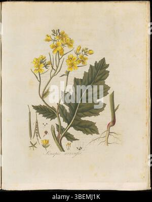 Sinapis arvensis, auch bekannt als Wildsenf, ist auf Platte 0147 der Flora Batava-Serie abgebildet. Diese von Georgius Jacobus Johannes van OS geschaffene Illustration zeigt die charakteristischen gelben Blüten der Pflanze. Die Pflanze wird im Niederländischen allgemein als Herik bezeichnet und ist ein wichtiger Bestandteil historischer botanischer Aufzeichnungen aus Europa. Stockfoto