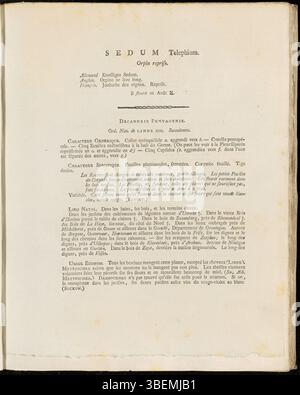 Diese botanische Illustration von Jan Kops aus dem Jahr 1807 zeigt *Sedum telephium*, allgemein bekannt als Asorpin oder Orpin, aus der Sammlung *Flora Batava*. Die Pflanze gehört zur Familie der Crassulaceae und ist in Europa und Asien beheimatet. Stockfoto