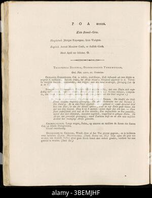 Diese botanische Platte, Platte 0051 aus Jan Kops' Flora Batava-Serie, zeigt Poa annua, eine in gemäßigten Regionen heimische Grasart, die 1800 wissenschaftlich präzise dargestellt wurde. Stockfoto