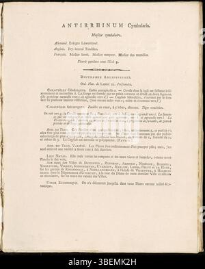 Die Illustration von Antirrhinum cymbalaria (moderne Cymbalaria muralis) aus dem Jahr 1807, Platte 0086, von Jan Kops, zeigt die detaillierten botanischen Merkmale der Blume, die typisch für Pflanzendarstellungen aus dem 18. Jahrhundert sind. Diese Arbeit ist Teil der Flora Batava, einer bedeutenden botanischen Serie. Stockfoto