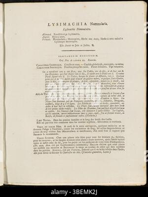 Die botanische Illustration *Lysimachia nummularia* aus Flora Batava, Platte 0173, zeigt die Merkmale der Pflanze. Diese von Jan Kops im Jahr 1814 geschaffene Illustration ist eine wichtige Ressource für die Untersuchung der Arten und zeigt die Blätter, Stämme und Blütenstruktur der Pflanze. Stockfoto