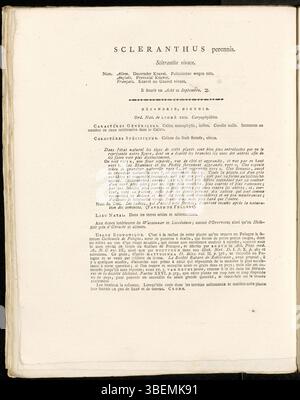 Die botanische Illustration von *Scleranthus perennis*, jetzt klassifiziert als *Scleranthus annuus subsp. Polycarpos*, aus *Flora Batava* (1822) von Jan Kops. Die Beschreibung wird in französischer Sprache präsentiert und beschreibt die morphologischen Merkmale der Pflanze. Stockfoto
