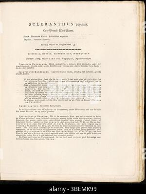Eine botanische Platte aus *Flora Batava* (1822) von Jan Kops, die *Scleranthus perennis* (jetzt *Scleranthus annuus subsp. Polycarpos*) mit der Beschreibung in niederländischer Sprache, die die Besonderheiten der Pflanze beschreibt. Stockfoto