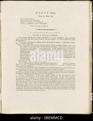 Französische botanische Beschreibung von Rubus idaeus (Rote Himbeere) von Jan Kops aus dem Jahr 1807, einschließlich der Illustration 0105 aus Flora Batava. Stockfoto