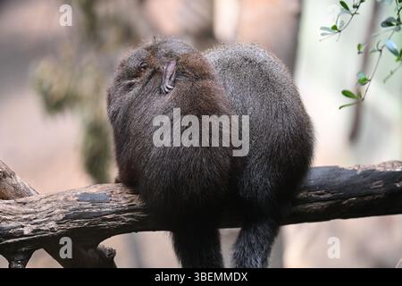 Ein 2 Wochen alter männlicher Roter Titi-Affe und seine Eltern Stockfoto