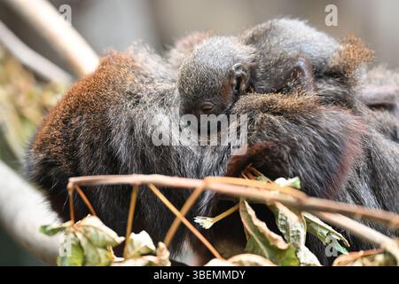 Ein 2 Wochen alter männlicher Roter Titi-Affe und seine Eltern Stockfoto