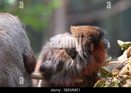 Ein 2 Wochen alter männlicher Roter Titi-Affe und seine Eltern Stockfoto