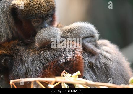 Ein 2 Wochen alter männlicher Roter Titi-Affe und seine Eltern Stockfoto