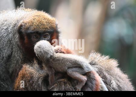 Ein 2 Wochen alter männlicher Roter Titi-Affe und seine Eltern Stockfoto