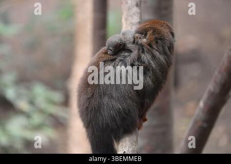 Ein 2 Wochen alter männlicher Roter Titi-Affe und seine Eltern Stockfoto