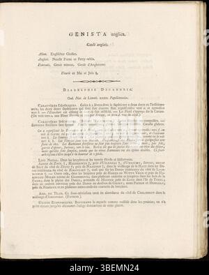 In dieser französischen Beschreibung von Genista anglica, auch bekannt als Ginster, gibt Jan Kops eine detaillierte Darstellung der Flora Batava aus dem Jahr 1807. Die Pflanze zeichnet sich durch ihre kleinen, gelben Blüten und ihre häufige Präsenz in wilden Lebensräumen aus. Stockfoto