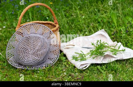 Klinge Pflanzen frisch geerntet im Garten im Hinterhof, auf Leinentuch mit Schere, Korb und Strohhut in der Nähe, saisonales Wildkraut Stockfoto
