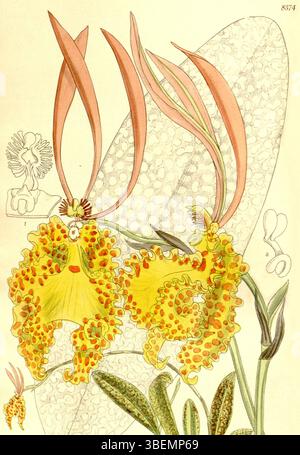Diese botanische Illustration von 1911 zeigt Psychopsis sanderae (syn. Oncidium sanderae), eine Orchideenart, wie sie im Botanical Magazine von Curtis gezeigt wird. Die Illustration wurde von Matilda Smith erstellt und von John Nugent Fitch lithographiert. Stockfoto