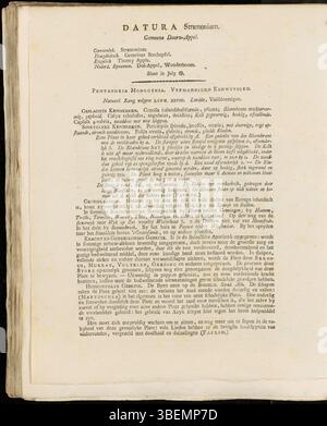 Diese 1807 von Jan Kops aus der Flora Batava-Serie gefertigte Illustration zeigt Datura Stramonium, bekannt als Jimsonweed. Diese giftige Pflanze, die in Nordamerika beheimatet ist, hat große trompetenförmige Blüten und ist für ihre halluzinogenen Eigenschaften bekannt. Stockfoto