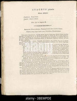 Niederländische botanische Beschreibung von Stachys palustris (Marsh Woundwort) aus dem Jahr 1807 von Jan Kops, dargestellt auf Platte 0106 der Flora Batava-Serie. Stockfoto