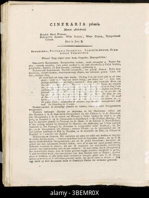 Platte 0119 von Jan Kops' Flora Batava zeigt *Cineraria palustris*, jetzt klassifiziert als *Tephroseris palustris*. Die Abbildung aus dem Jahr 1807 hebt die gelben Blüten und lanzenförmigen Blätter hervor. Stockfoto