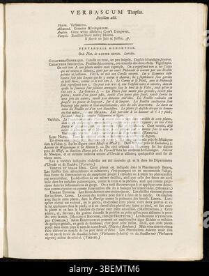 Die Platte 0162 aus „Flora Batava“ zeigt Verbascum thapsus, allgemein bekannt als große Maulein. Das Werk von Jan Kops aus dem Jahr 1814 beschreibt diese Pflanze in französischer Sprache mit Schwerpunkt auf ihren Besonderheiten und ihrer botanischen Klassifizierung. Stockfoto