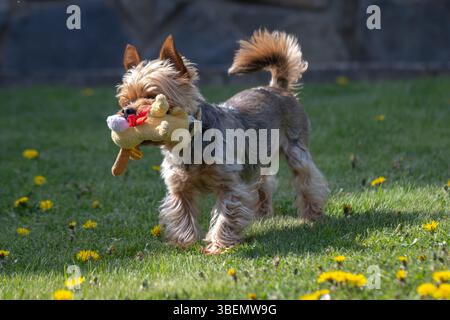 Yorkshire Terrier auf Gras mit gelben Blumen in einem sonnigen Garten Stockfoto