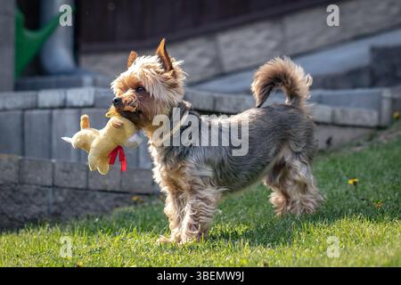 Yorkshire Terrier auf Gras mit gelben Blumen in einem sonnigen Garten Stockfoto