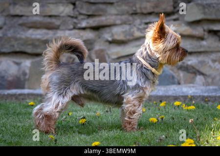 Yorkshire Terrier auf Gras mit gelben Blumen in einem sonnigen Garten Stockfoto