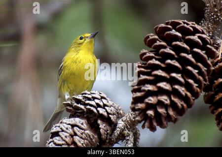 Kiefer (Pinus Dendroica) Warbler Stockfoto