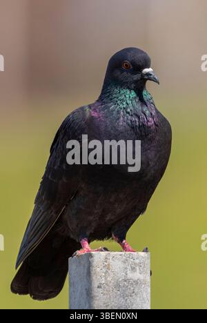 Eine Taube ist ein sanfter, weißer Vogel, der oft als Symbol für Frieden, Hoffnung und Reinheit angesehen wird Stockfoto