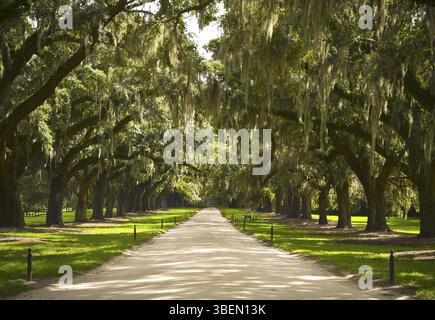 Boone Hall Plantatge Stockfoto