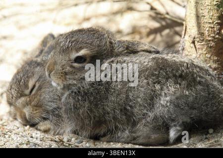 Schneehase (Lepus timidus) Stockfoto