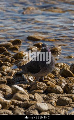 Eine Taube ist ein sanfter, weißer Vogel, der oft als Symbol für Frieden, Hoffnung und Reinheit angesehen wird Stockfoto