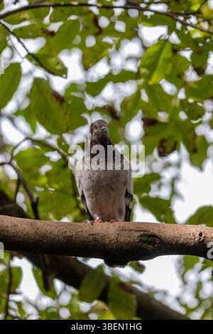 Eine Taube ist ein sanfter, weißer Vogel, der oft als Symbol für Frieden, Hoffnung und Reinheit angesehen wird Stockfoto