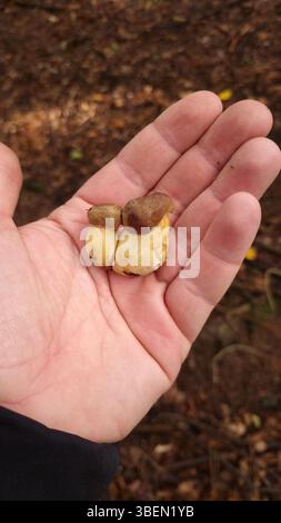 Nahaufnahme eines Pilzes in der Hand Stockfoto