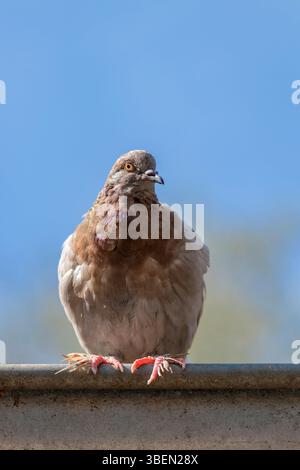 Eine Taube ist ein sanfter, weißer Vogel, der oft als Symbol für Frieden, Hoffnung und Reinheit angesehen wird Stockfoto
