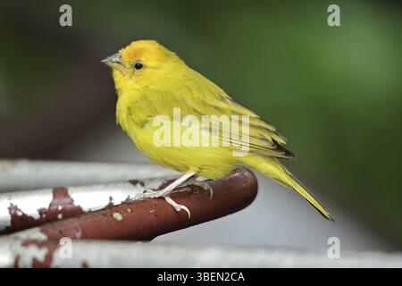 Safransperling, männlich (Sicalis flaveola) Stockfoto