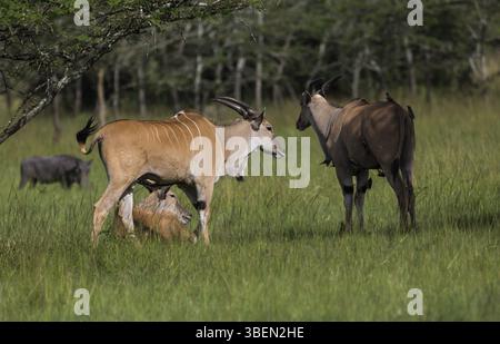 Eland (Tauro Oryx) Stockfoto